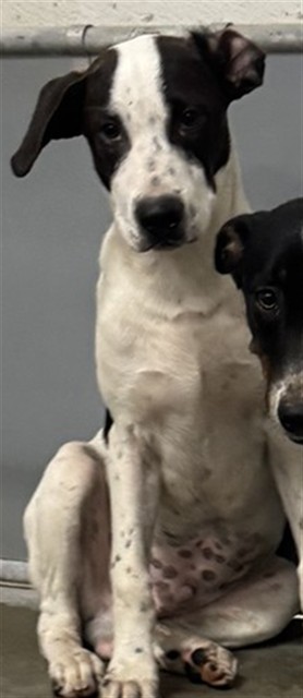Adoptable Dog