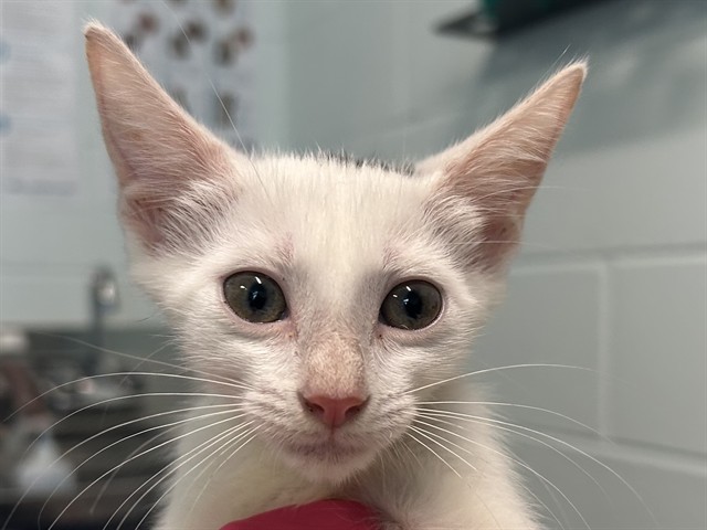 Kitten 2