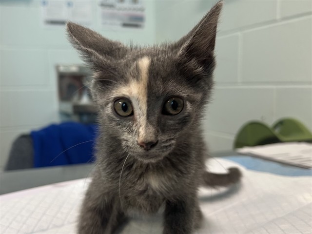 Kitten 3
