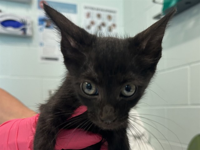 Kitten 4