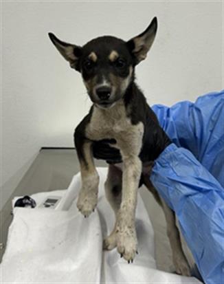 Adoptable Dog