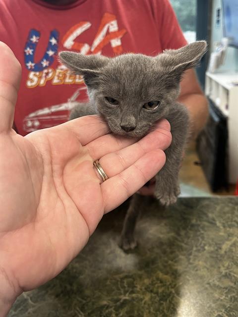 Gandalf