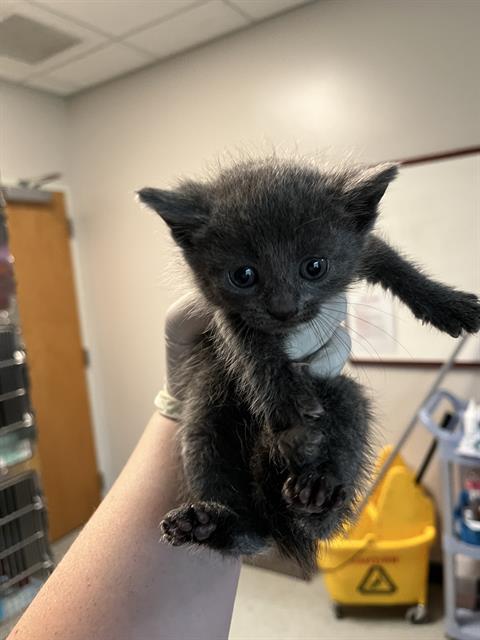 Mochi