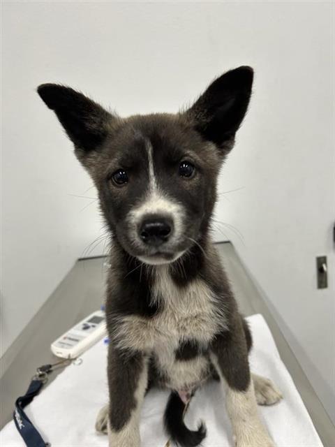 Adoptable Dog
