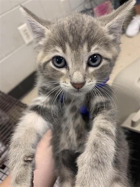 Adoptable Cat
