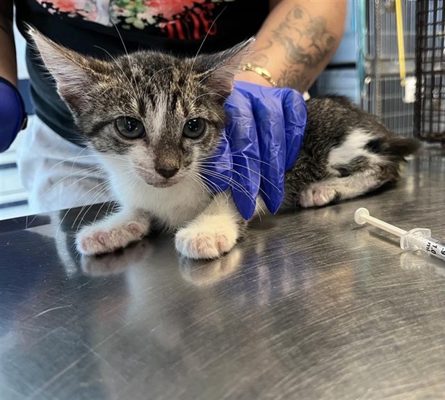 Adoptable Cat