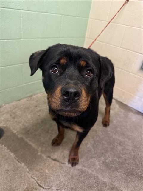 Adoptable Dog