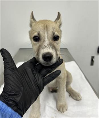 Adoptable Dog