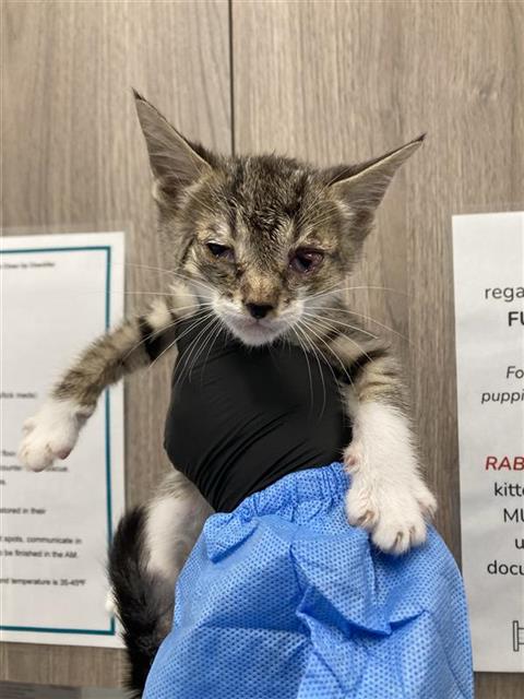 Adoptable Cat