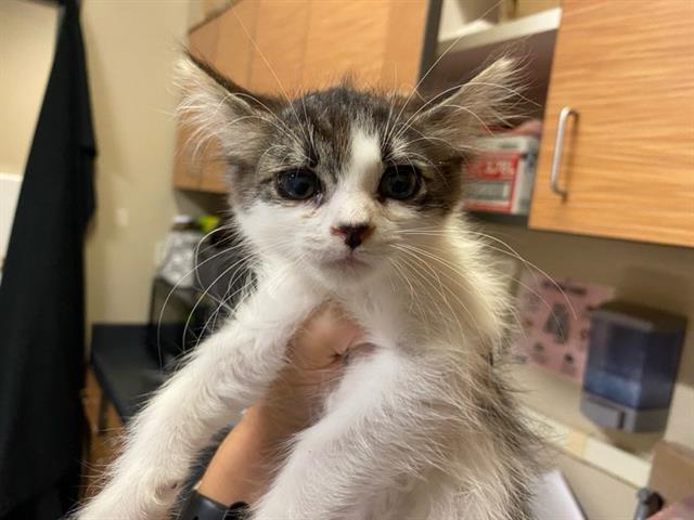 Adoptable Cat