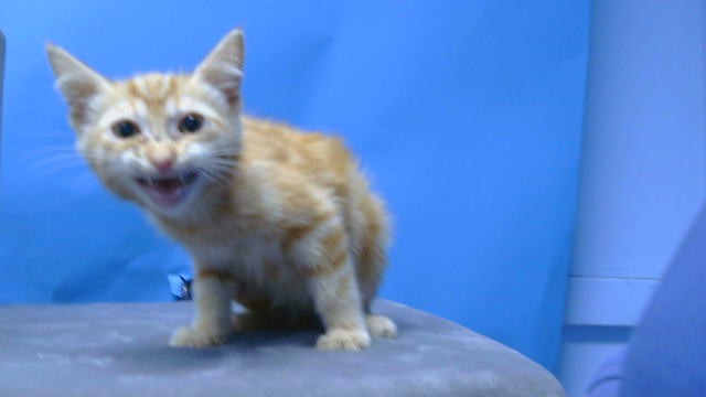 Cheddar