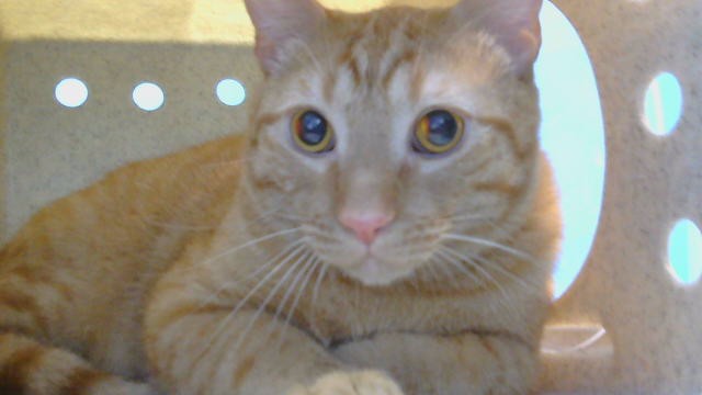 Pumpkin