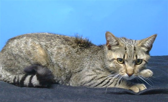 Adoptable Cat