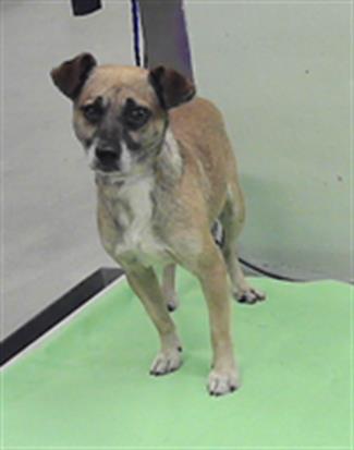 Adoptable Dog