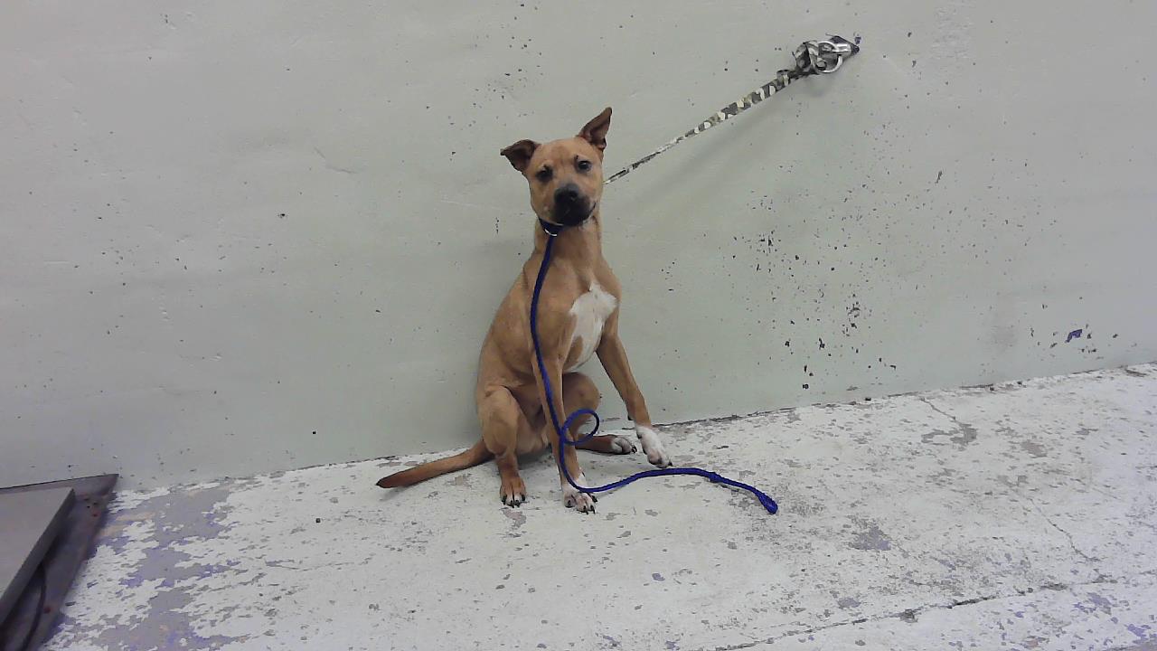 Adoptable Dog