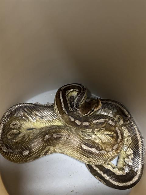 *Sir Hiss