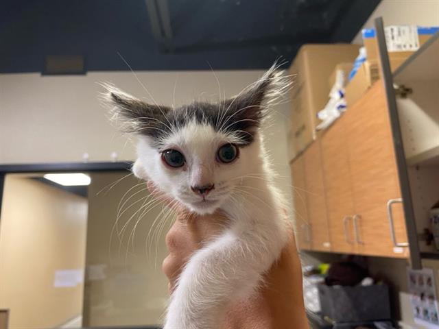 Adoptable Cat
