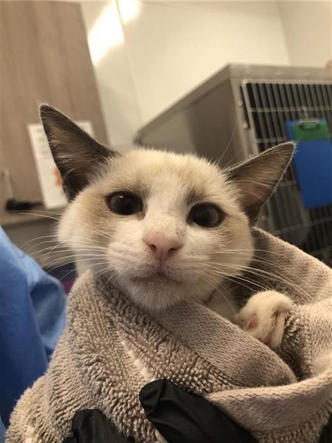Adoptable Cat