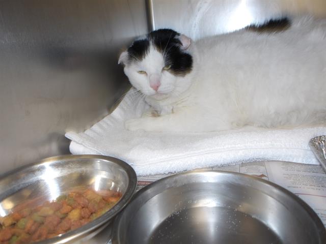 Adoptable Cat
