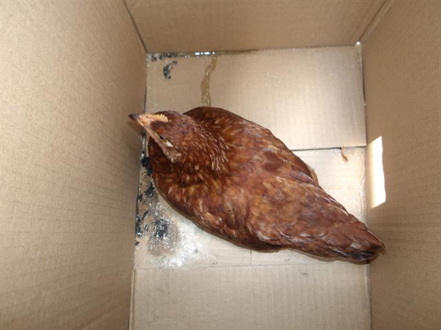 Adoptable Bird