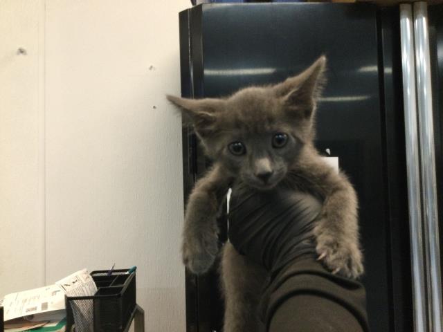 Adoptable Cat
