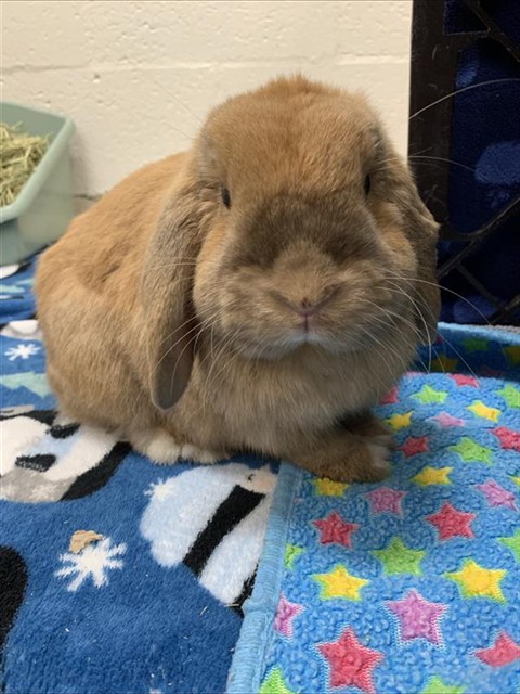 Cookie