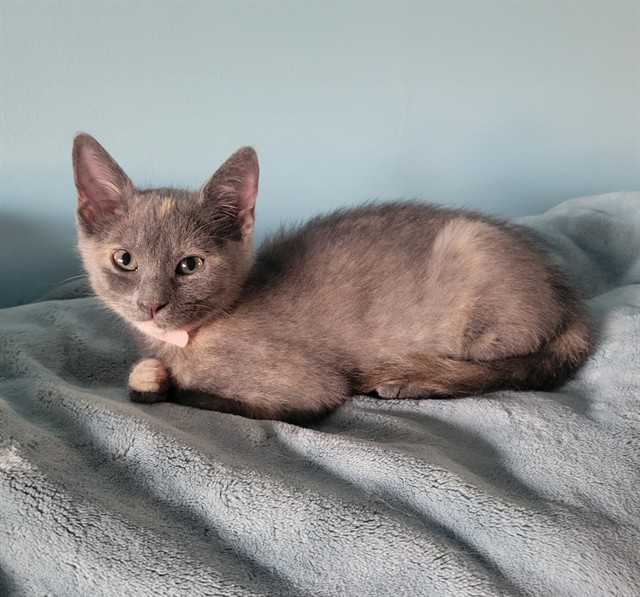 Kali