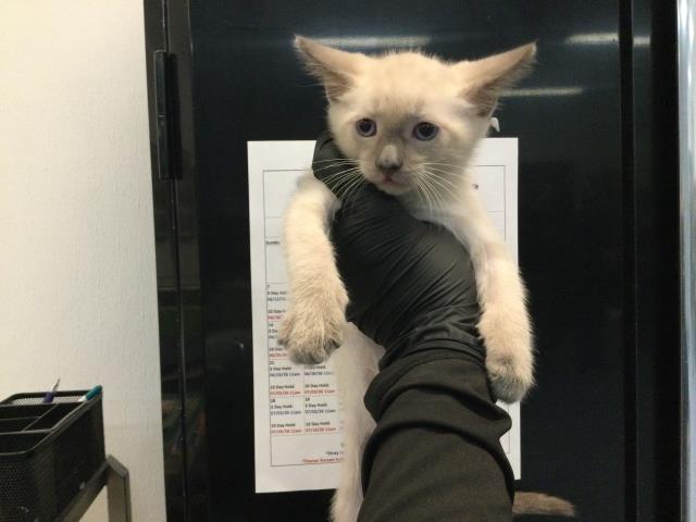 Adoptable Cat