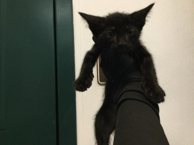 Adoptable Cat