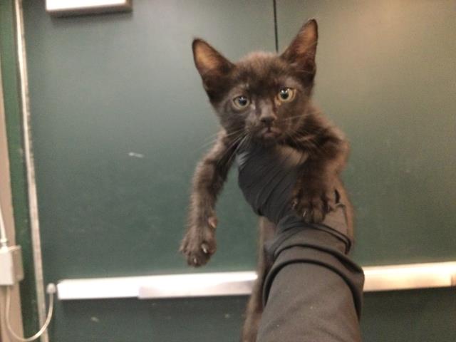 Adoptable Cat