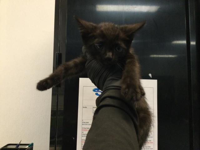 Adoptable Cat