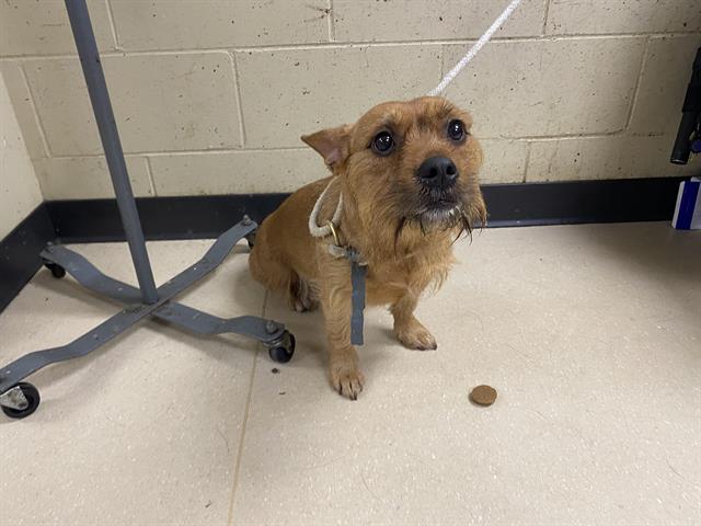 Adoptable Dog