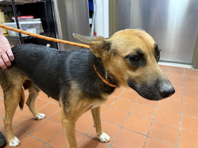 Adoptable Dog