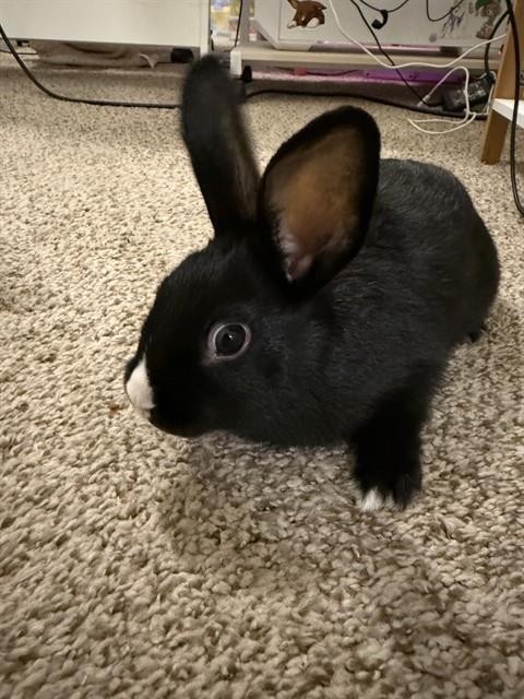 Roku