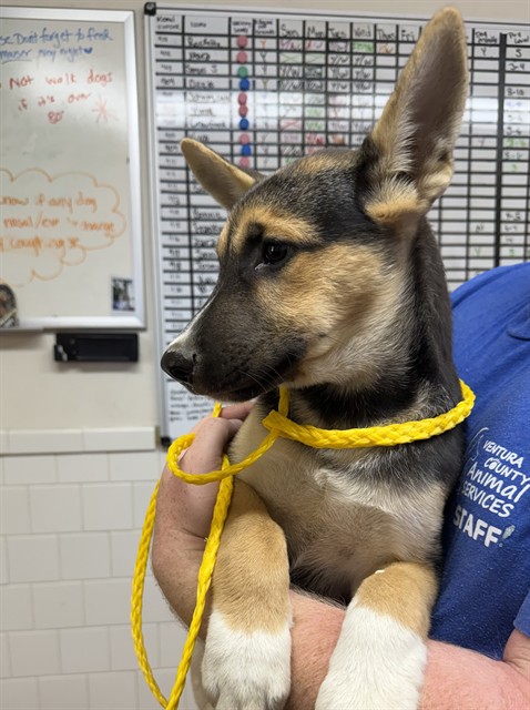 Adoptable Dog