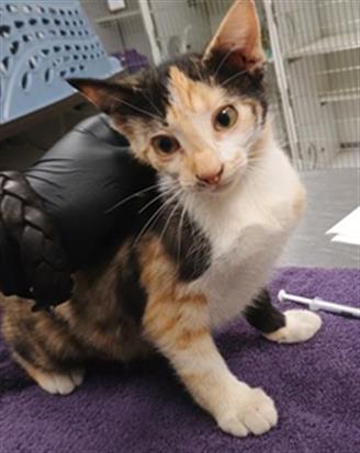 Adoptable Cat
