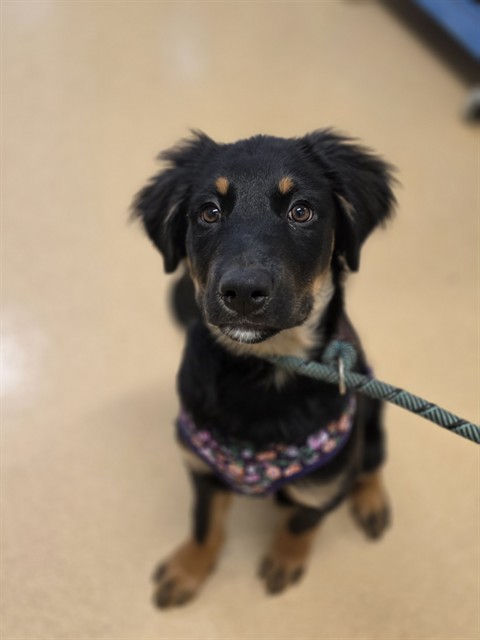 Suzie