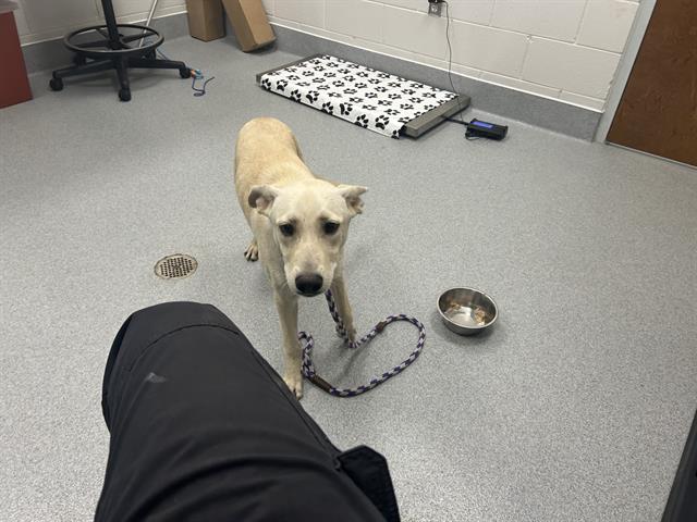 Adoptable Dog