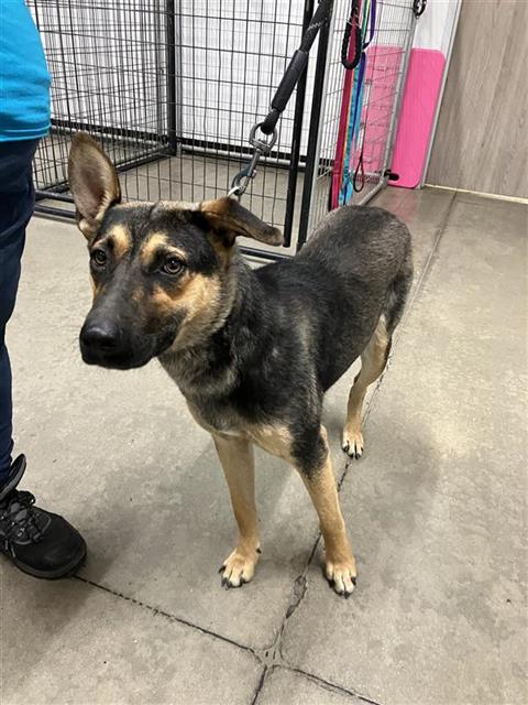 Adoptable Dog