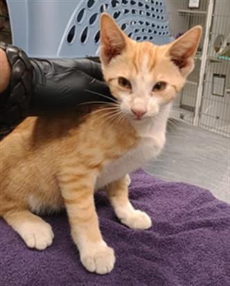 Adoptable Cat
