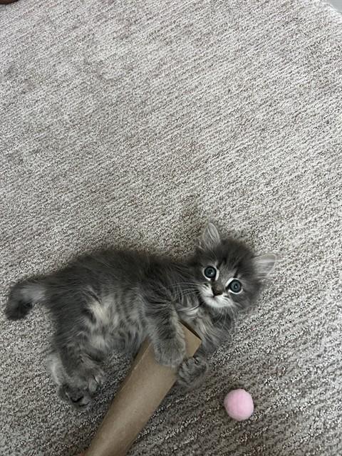 Kiwi