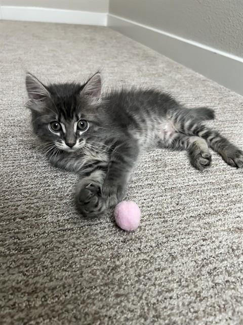 Guava