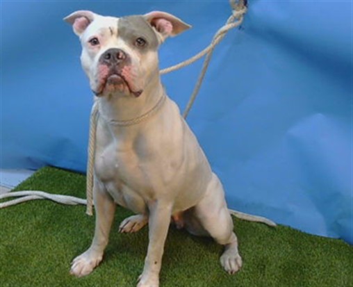 Adoptable Dog