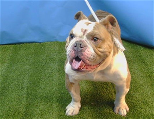 Adoptable Dog