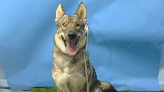 Shiloh