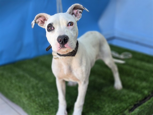 Adoptable Dog