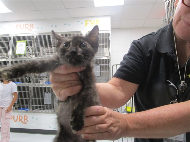 Adoptable Cat