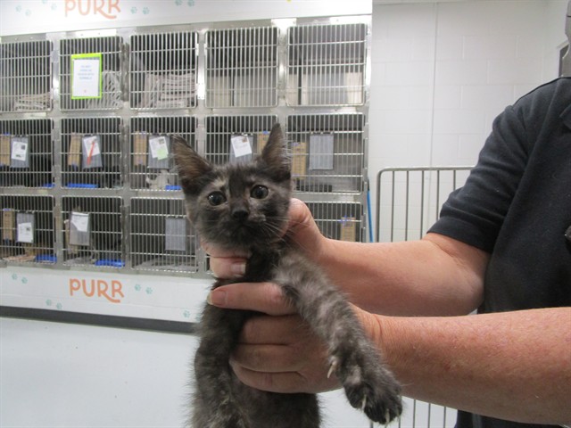 Adoptable Cat