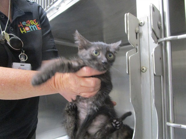 Adoptable Cat