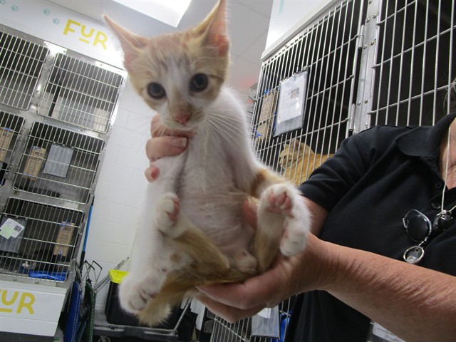 Adoptable Cat